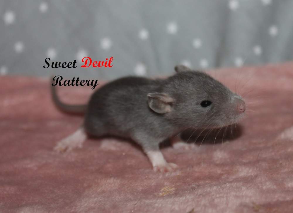 Fancy rat Rehomed Rattus norvegicus 