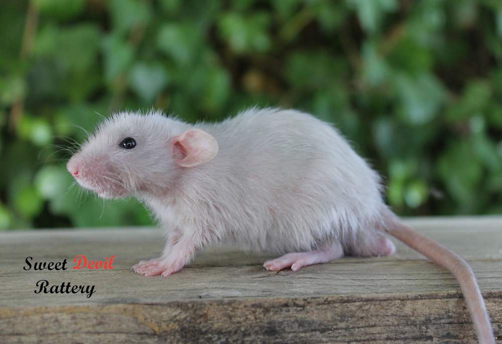 Fancy rat Breeder Rattus norvegicus 