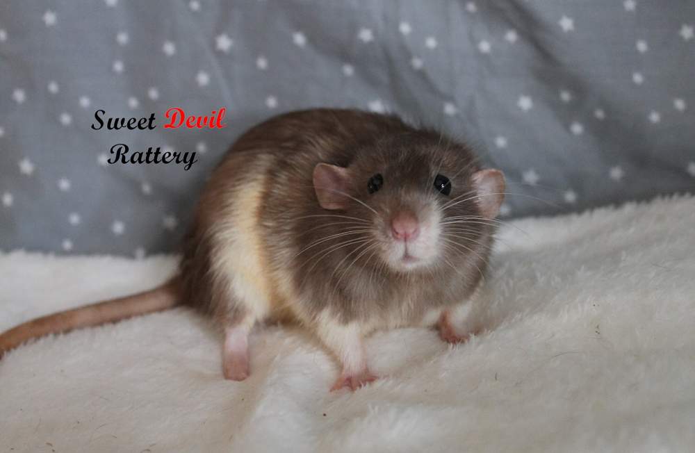 Fancy rat Breeder Rattus norvegicus 