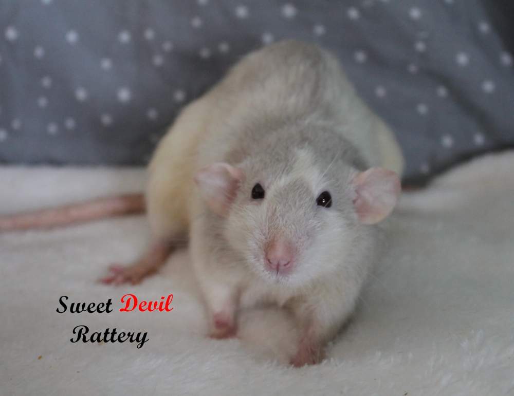 Fancy rat Pet only Rattus norvegicus 