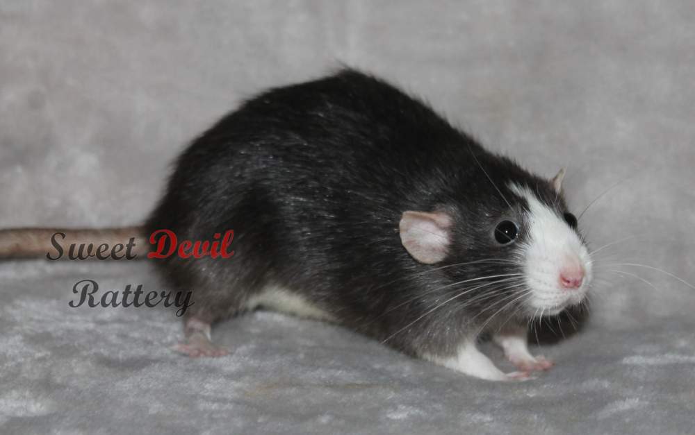 Fancy rat Retired Rattus norvegicus 