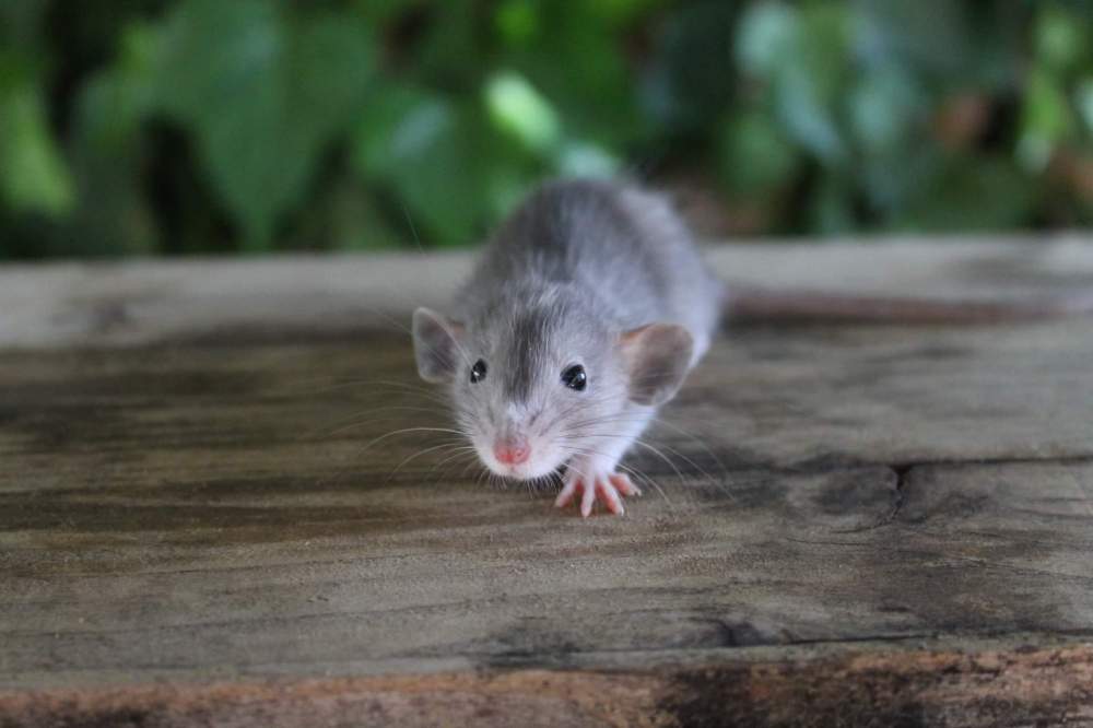 Fancy rat Owned by other Rattus norvegicus 