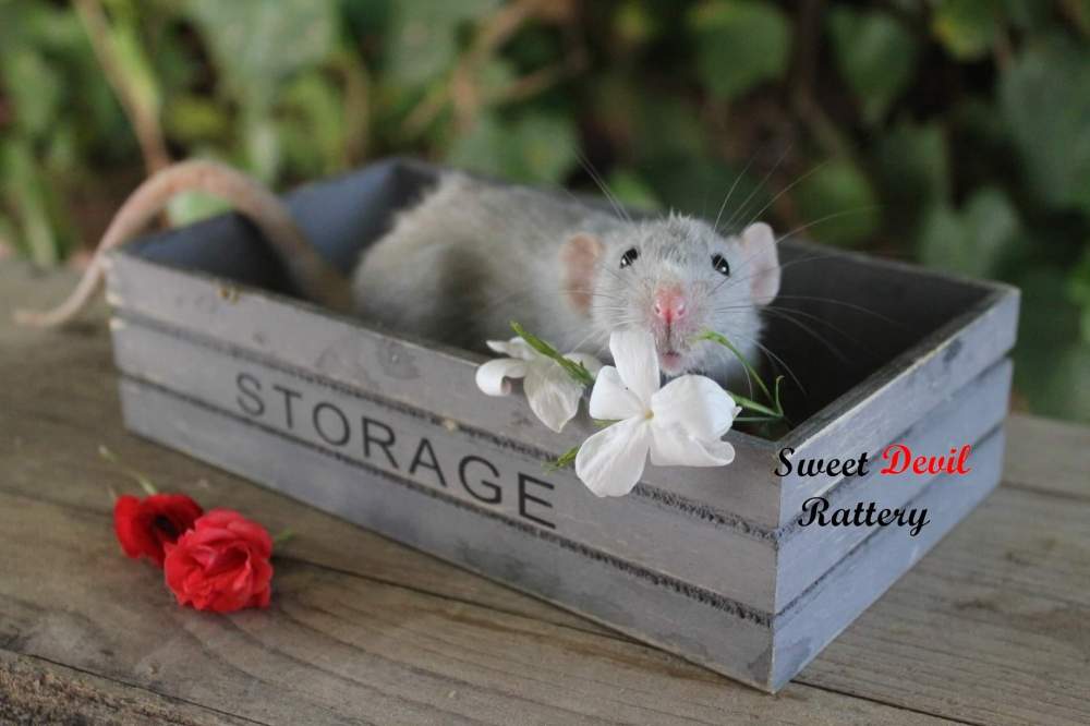 Fancy rat Breeder Rattus norvegicus 