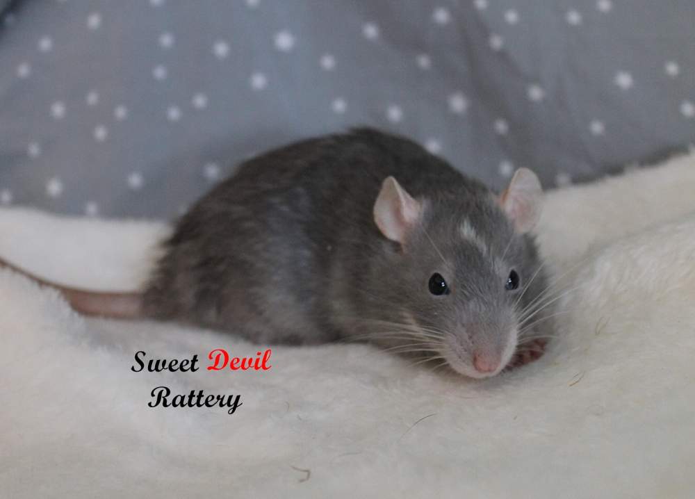 Fancy rat Breeder Rattus norvegicus 