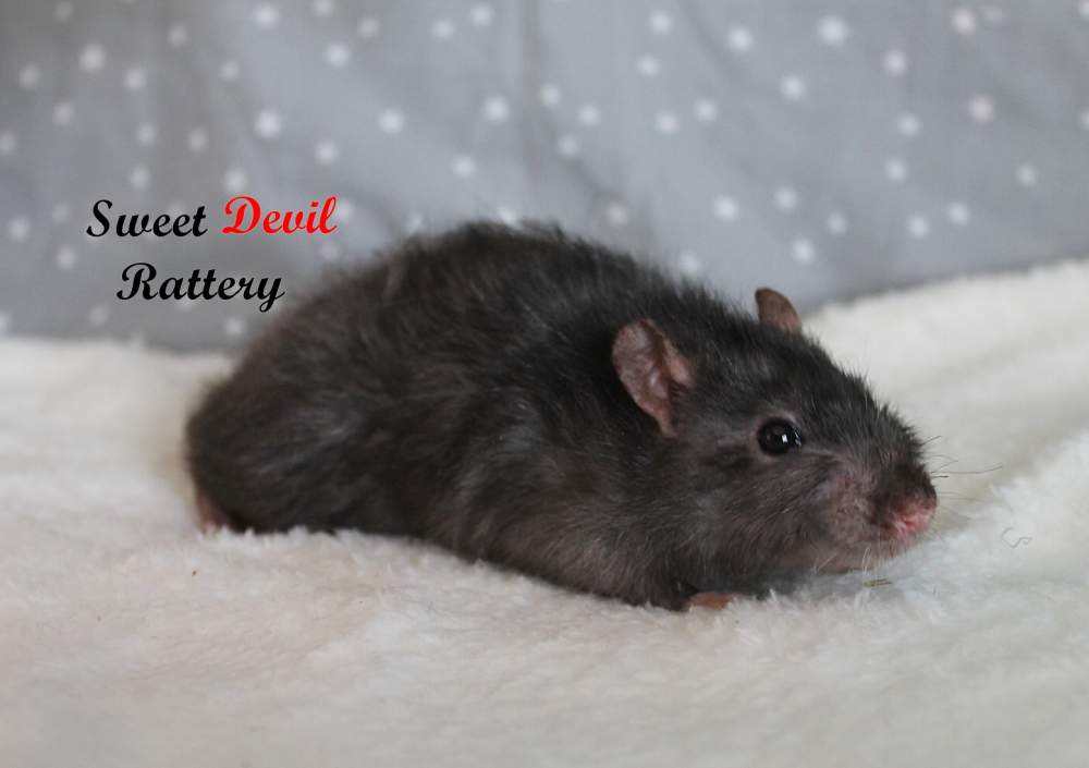 Fancy rat Breeder Rattus norvegicus 