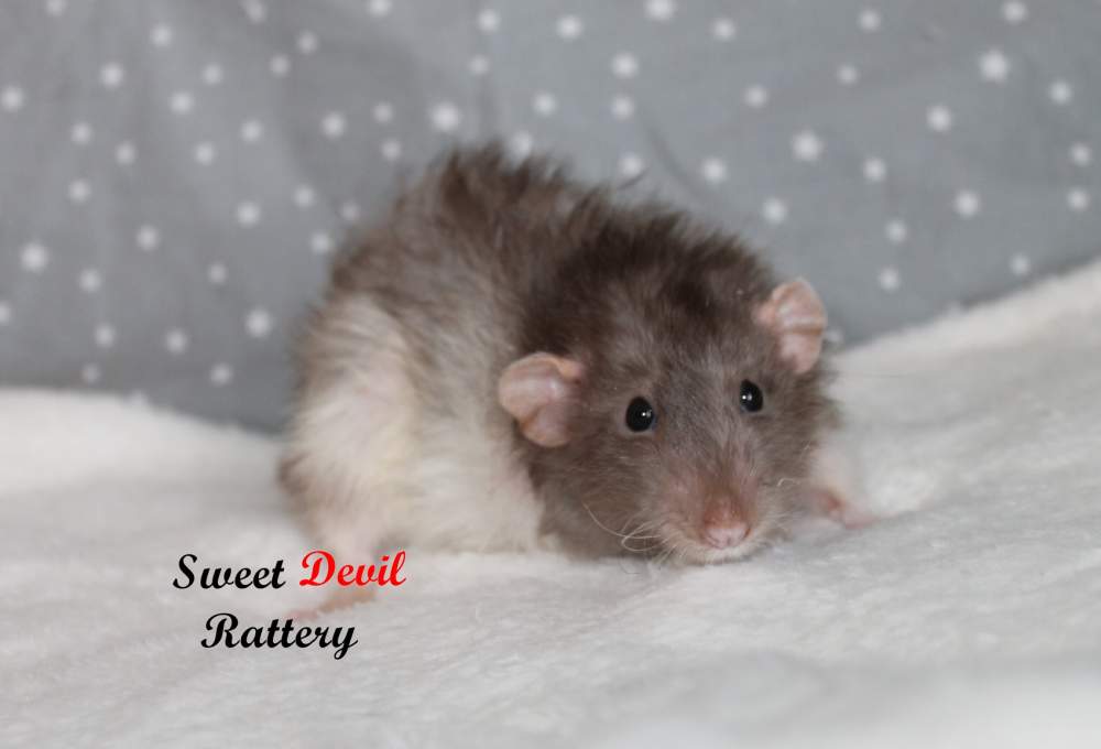 Fancy rat Breeder Rattus norvegicus 