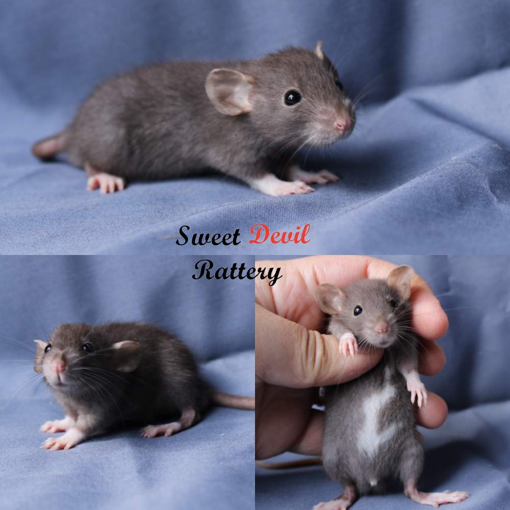 Fancy rat Breeder Rattus norvegicus 