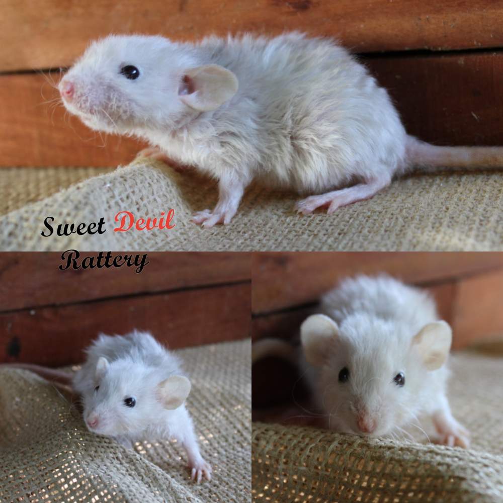 Fancy rat Breeder Rattus norvegicus 