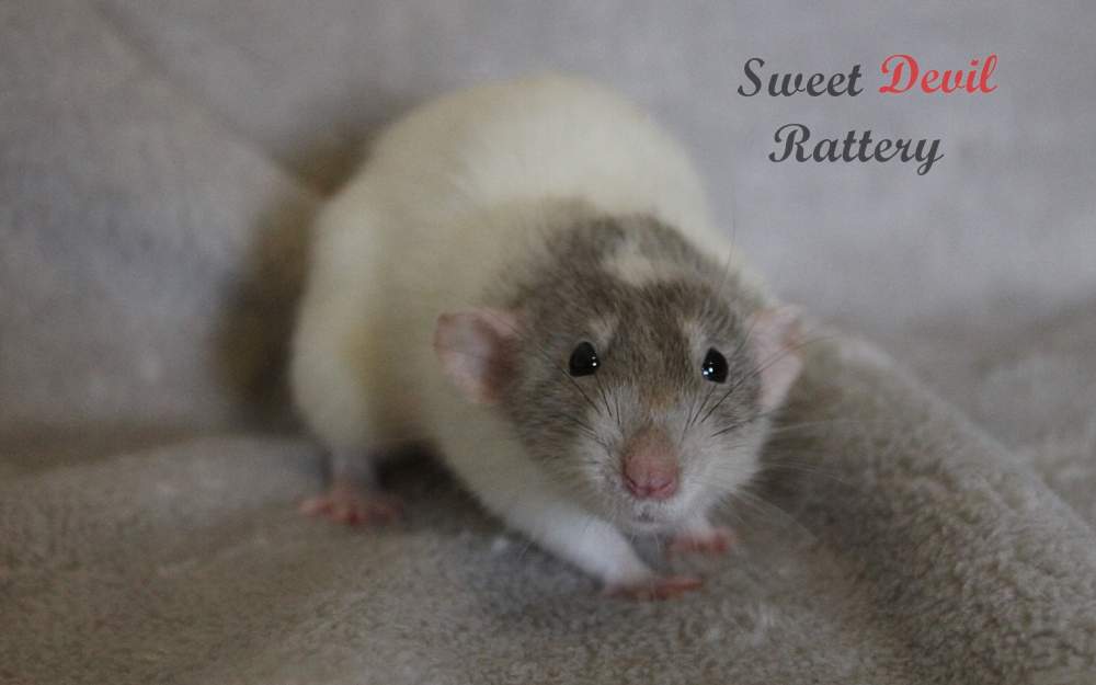 Fancy rat Pet only Rattus norvegicus 