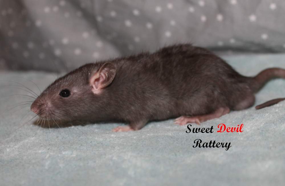 Fancy rat Breeder Rattus norvegicus 