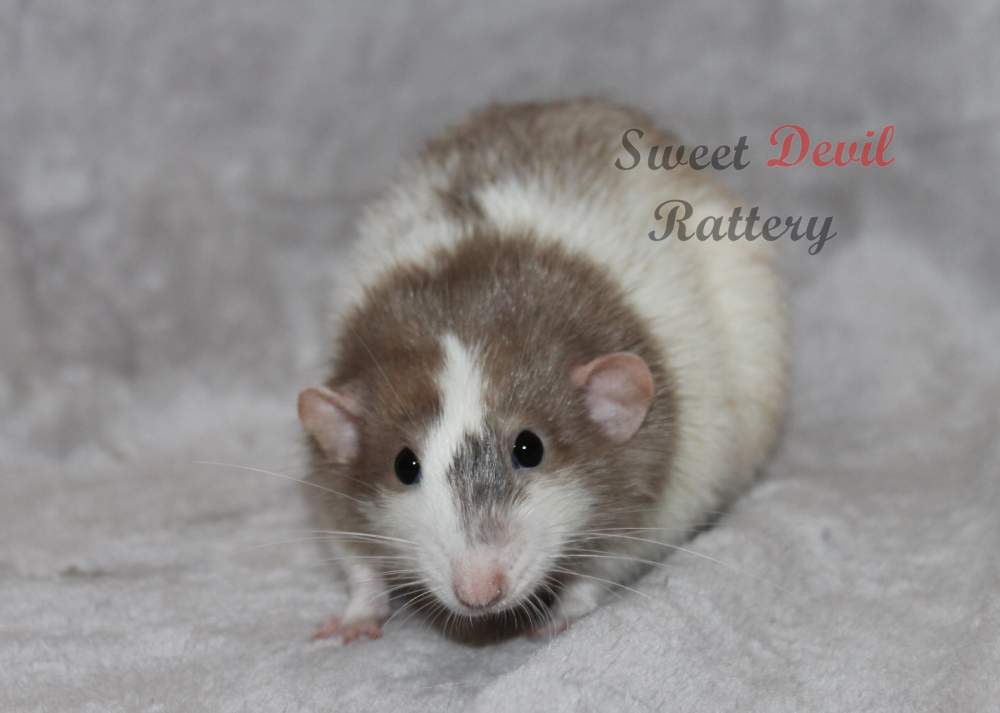 Fancy rat Breeder Rattus norvegicus 