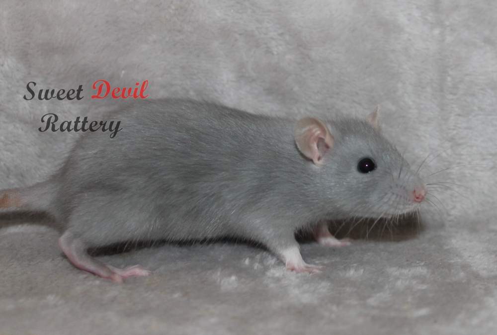 Fancy rat Deceased Rattus norvegicus 