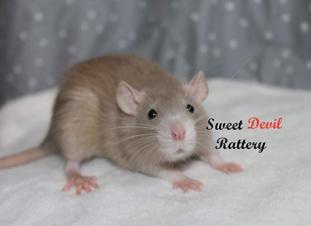 Fancy rat Breeder SDR Nagisa 900