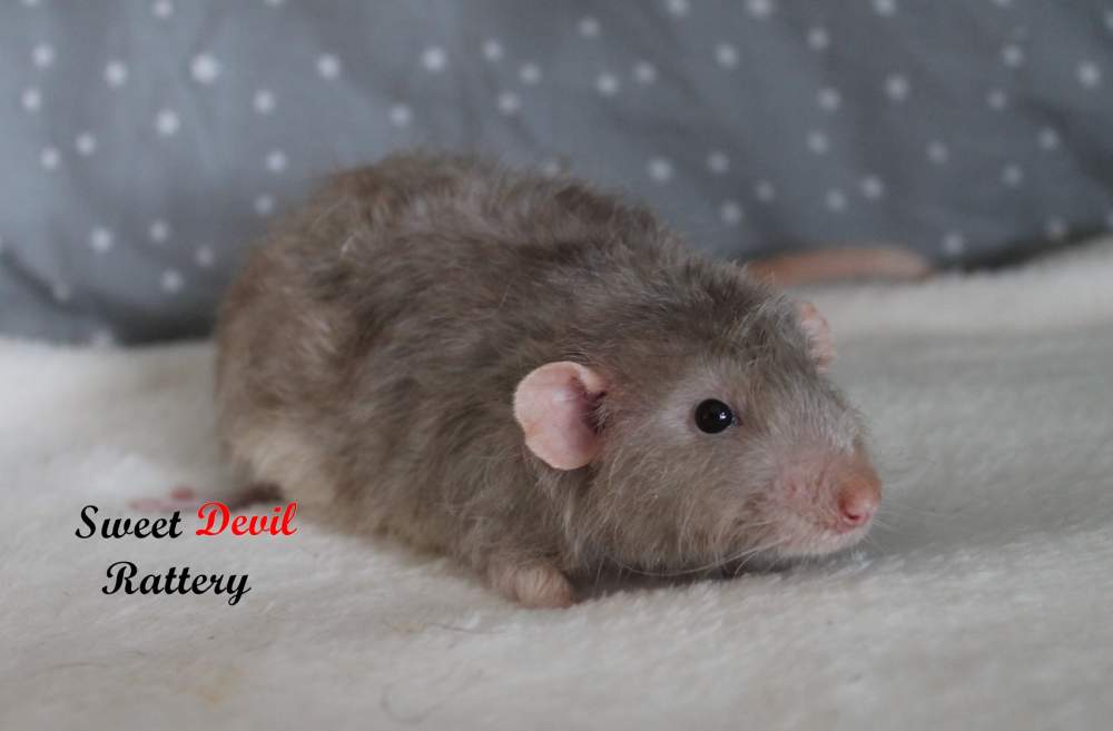 Fancy rat Breeder Rattus norvegicus 