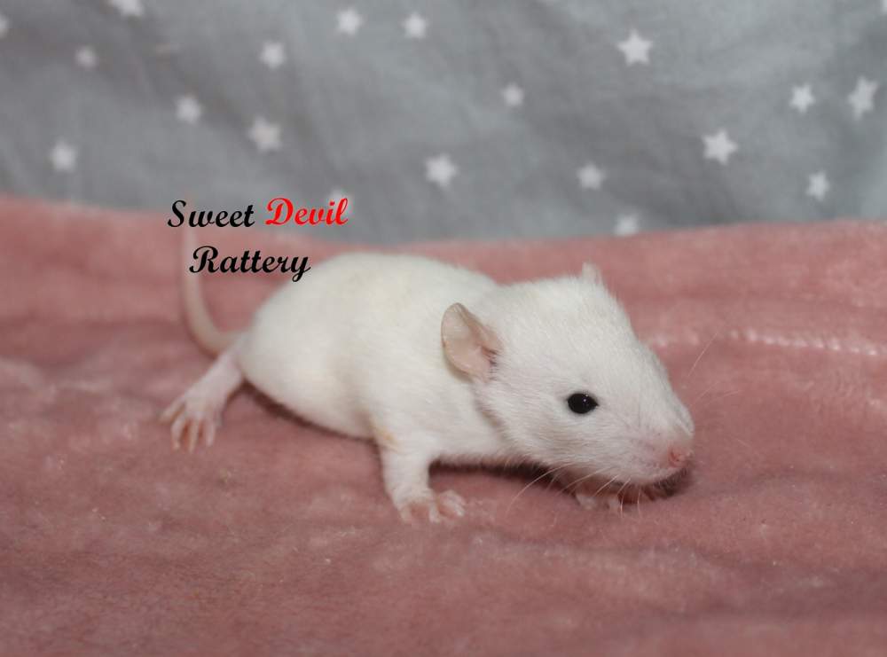 Fancy rat Owned by other Rattus norvegicus 