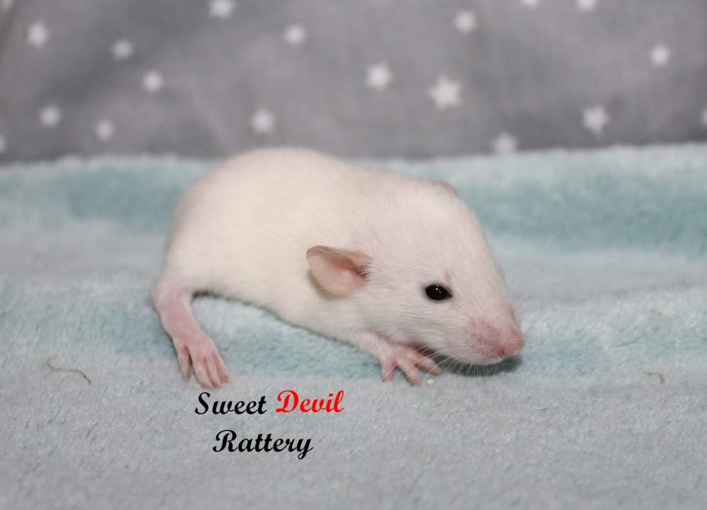 Fancy rat Owned by other Rattus norvegicus 