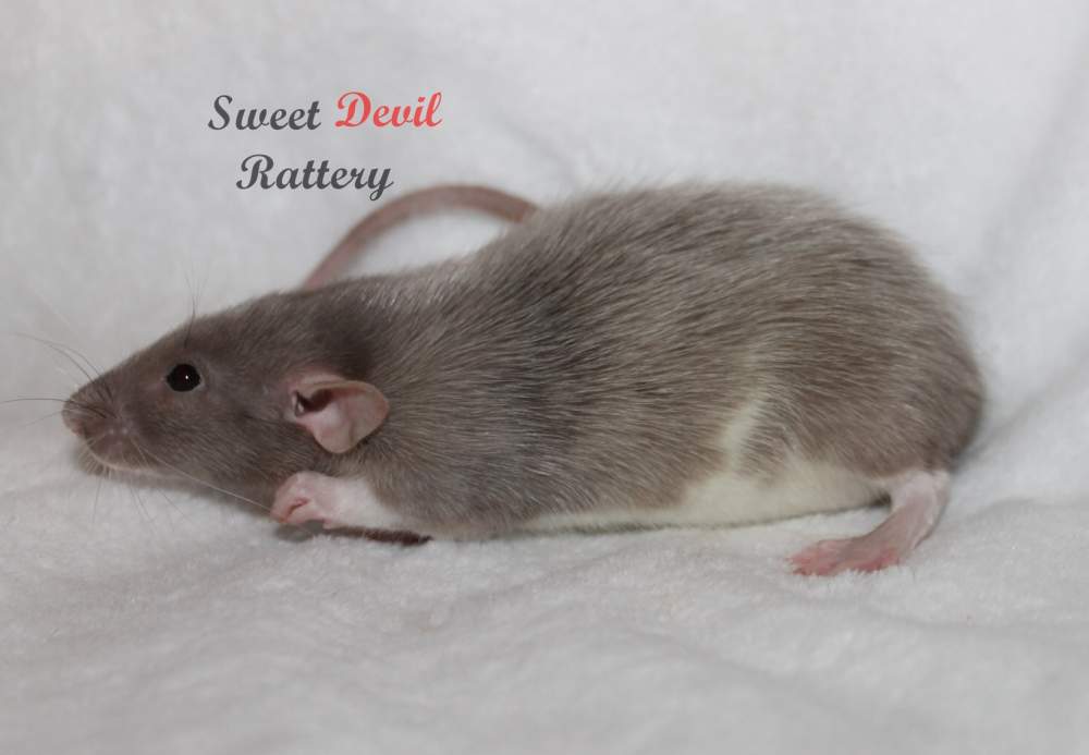 Fancy rat Breeder Rattus norvegicus 