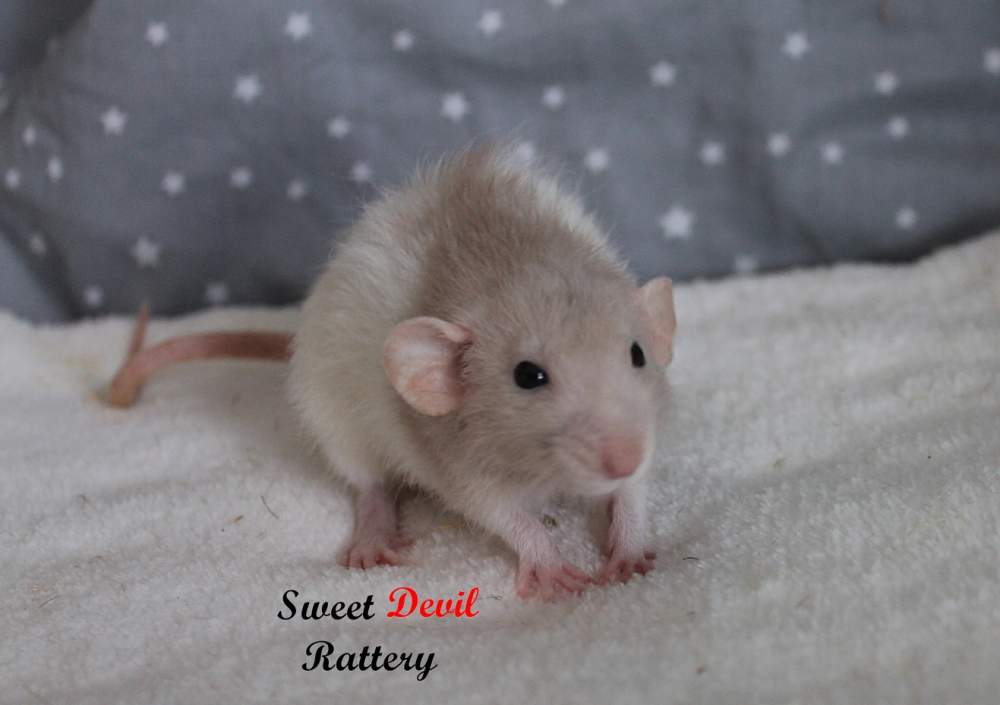 Fancy rat Breeder Rattus norvegicus 