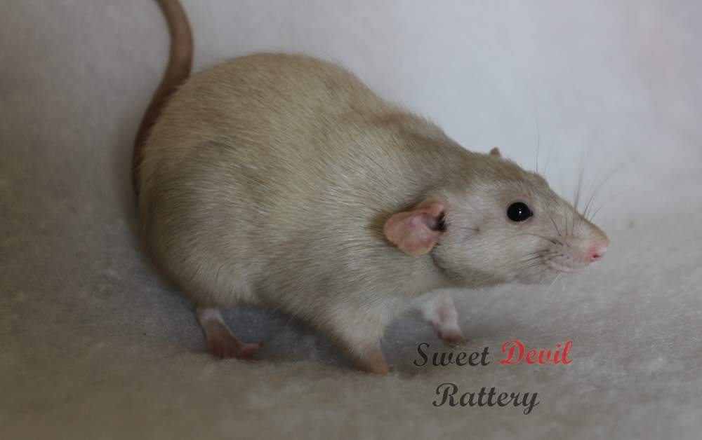 Fancy rat Pet only Rattus norvegicus 