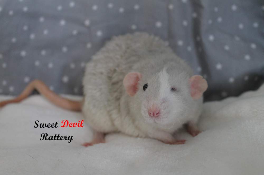 Fancy rat Breeder Rattus norvegicus 