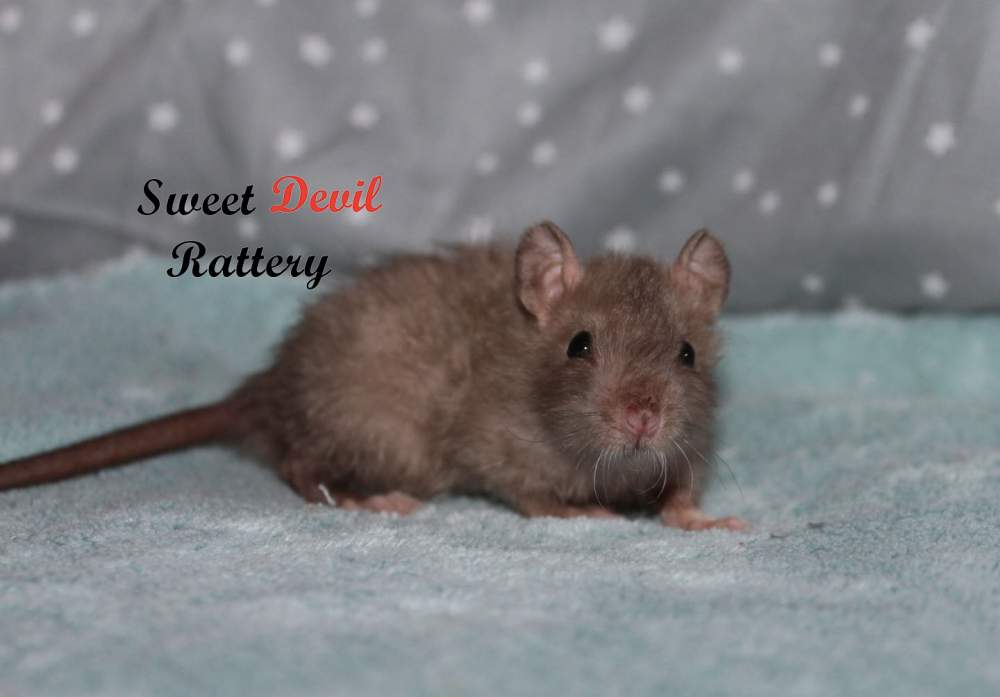 Fancy rat Owned by other Rattus norvegicus 