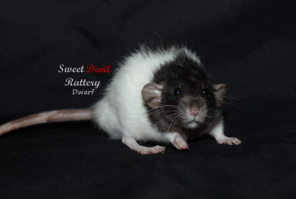 Fancy rat Breeder Rattus norvegicus 