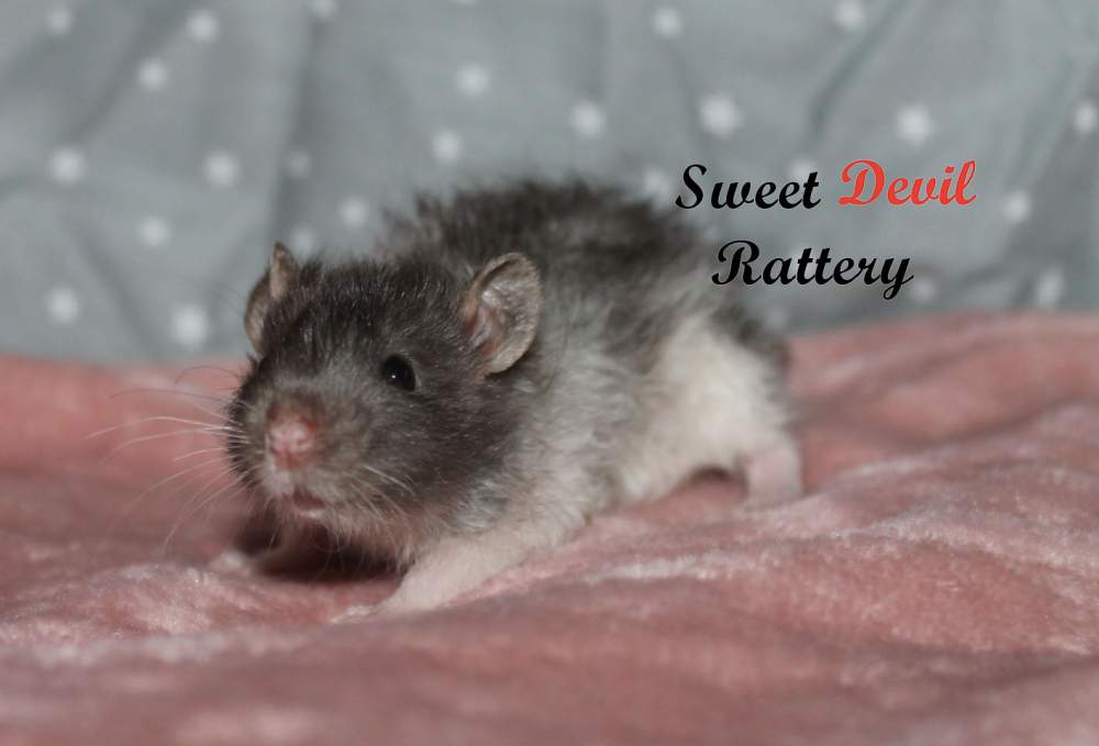 Fancy rat Pet only Rattus norvegicus 