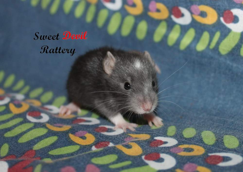 Fancy rat Available for rehoming Rattus norvegicus 