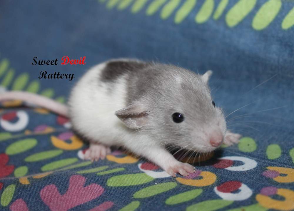 Fancy rat Breeder Rattus norvegicus 