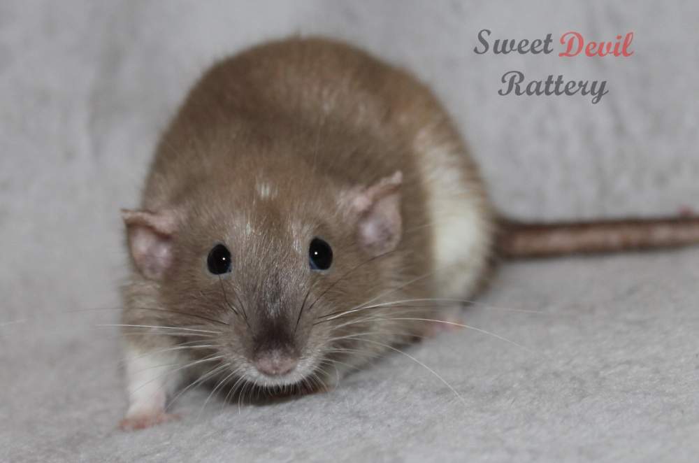 Fancy rat Deceased Rattus norvegicus 