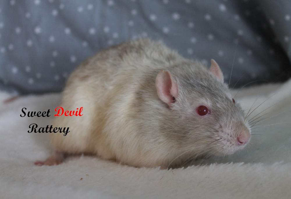 Fancy rat Breeder Rattus norvegicus 