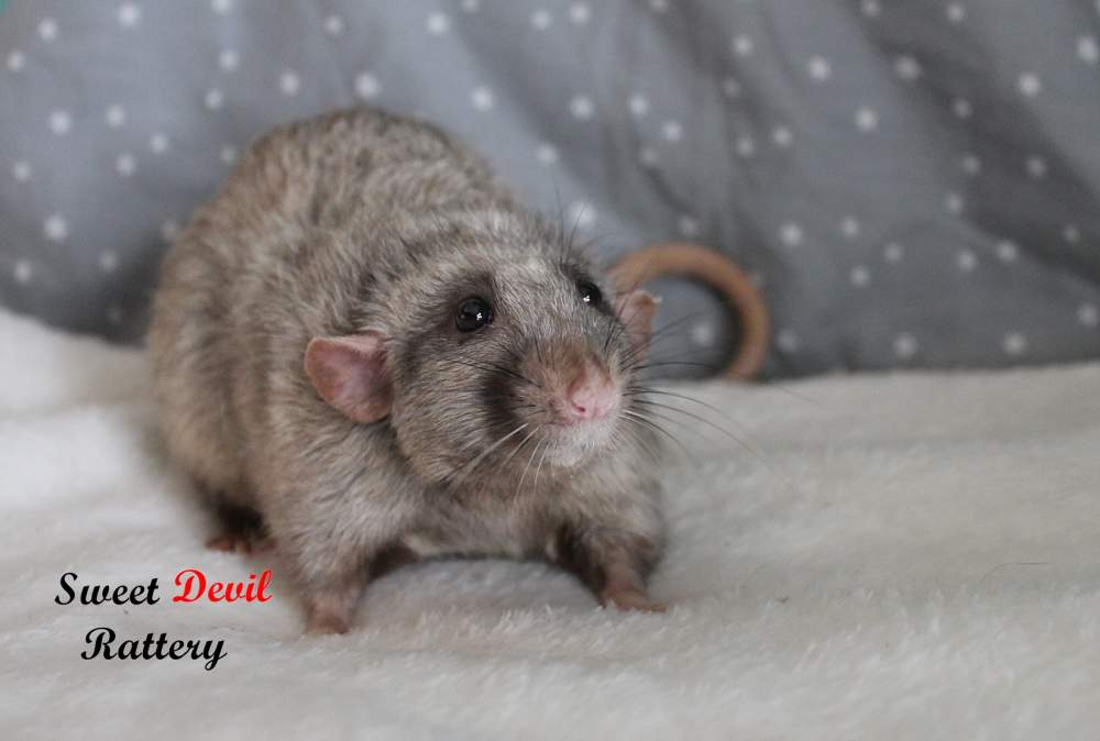 Fancy rat Breeder Rattus norvegicus 