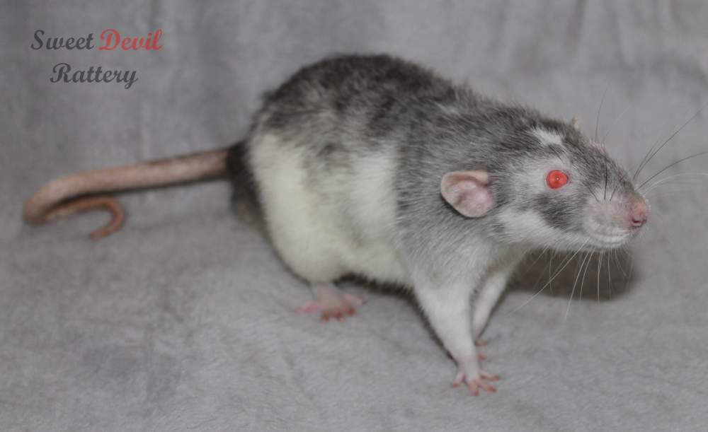 Fancy rat Deceased Rattus norvegicus 