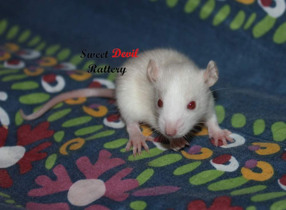 Fancy rat Rehomed Rattus norvegicus 