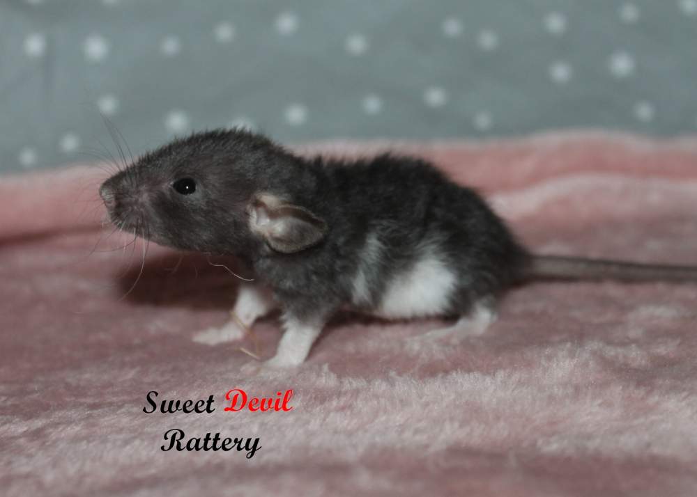 Fancy rat Available for rehoming Rattus norvegicus 