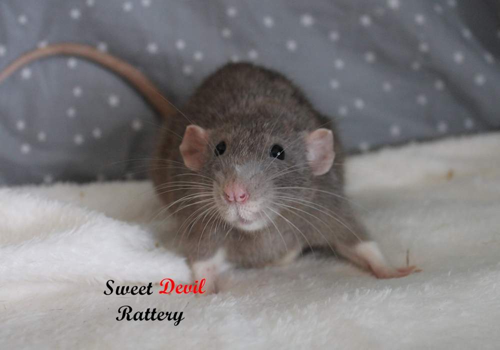 Fancy rat Pet only Rattus norvegicus 