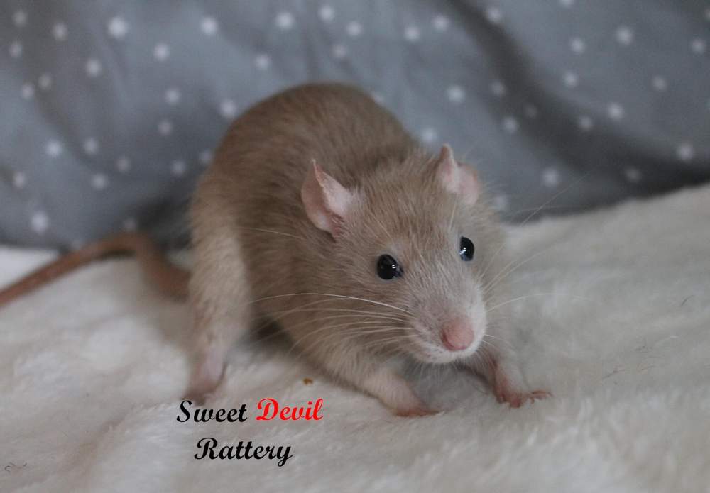 Fancy rat Breeder Rattus norvegicus 