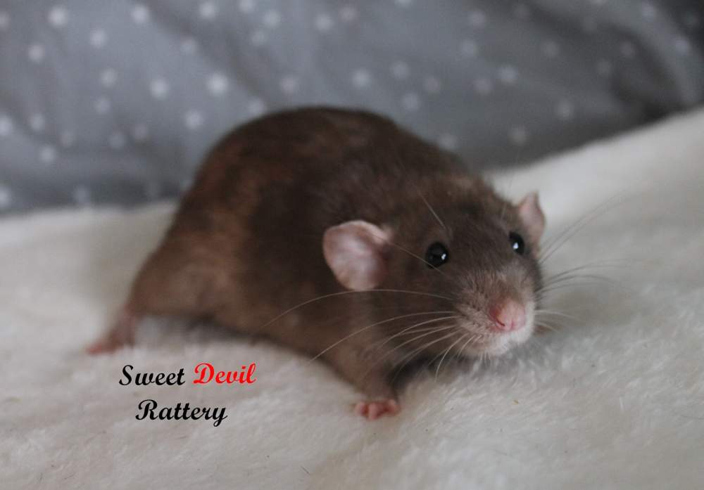 Fancy rat Breeder Rattus norvegicus 