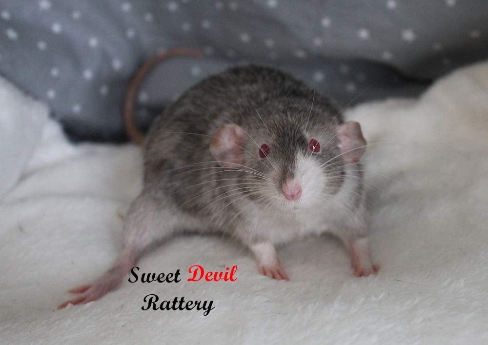 Fancy rat Breeder Rattus norvegicus 