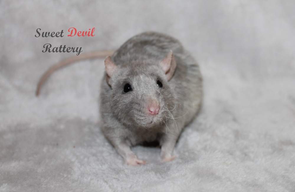 Fancy rat Pet only Rattus norvegicus 