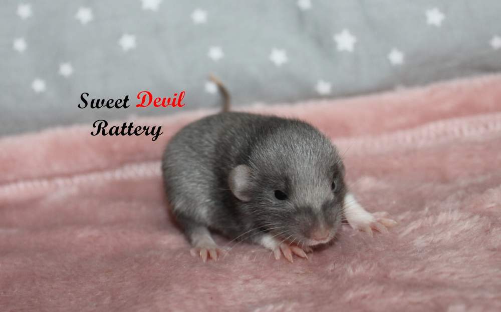 Fancy rat Breeder SDR Naisha 1084