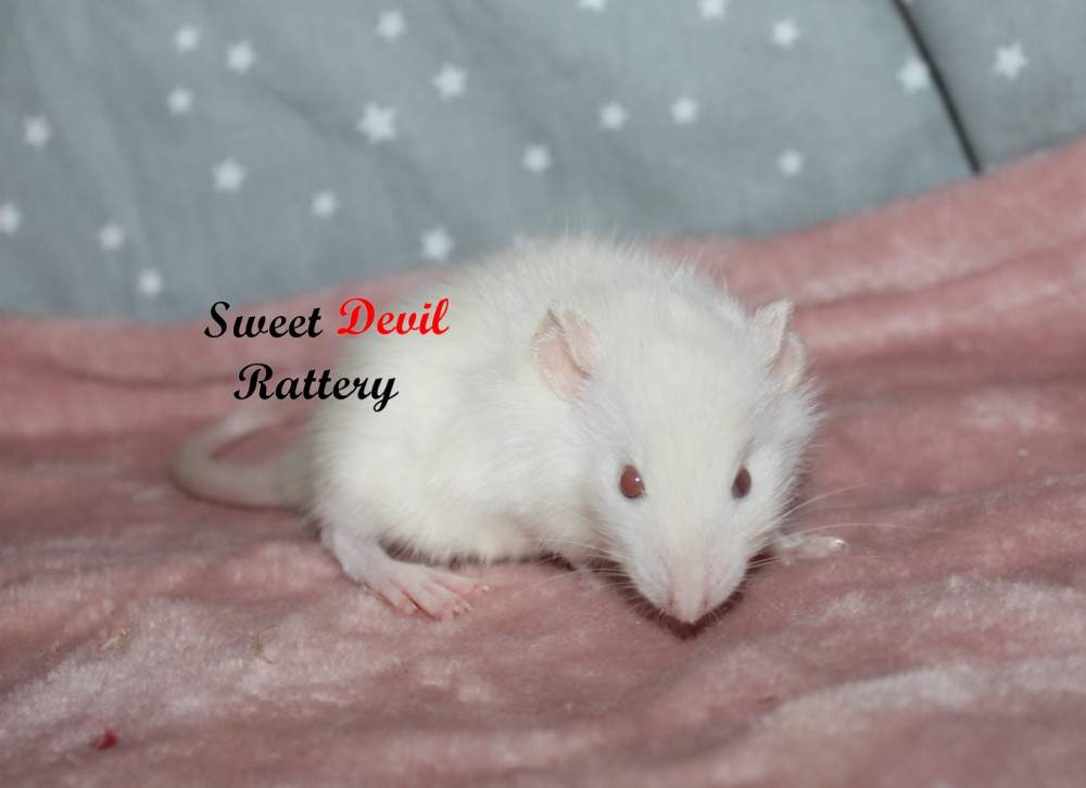 Fancy rat Rehomed Rattus norvegicus 