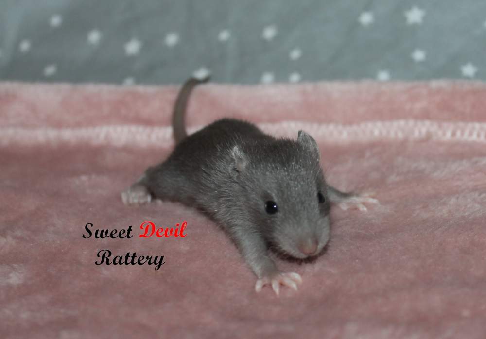 Fancy rat Available for rehoming Rattus norvegicus 