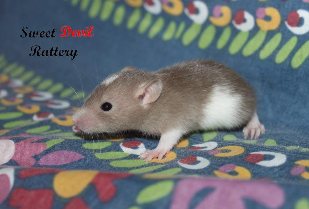 Fancy rat Breeder Rattus norvegicus 