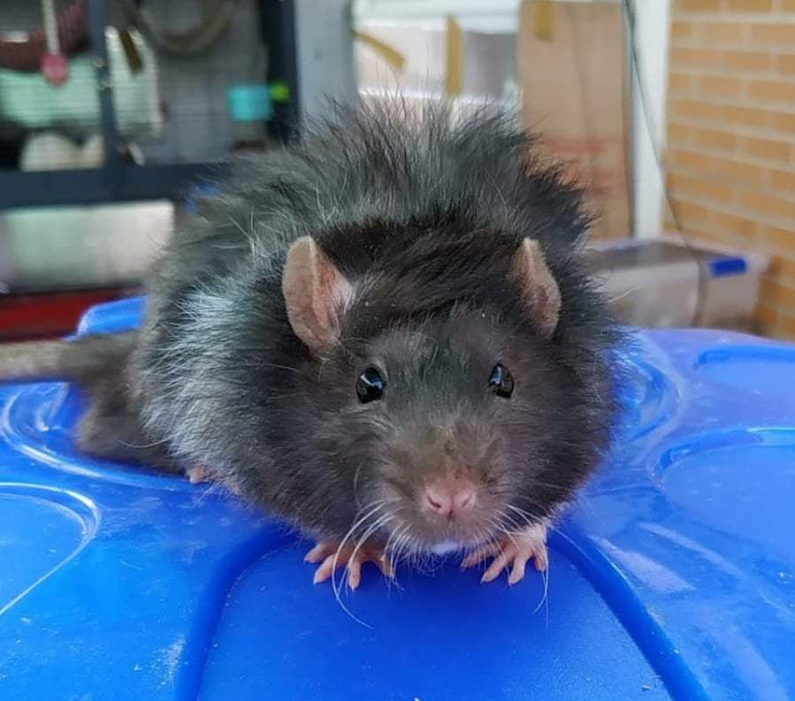 Fancy rat Breeder Rattus norvegicus 