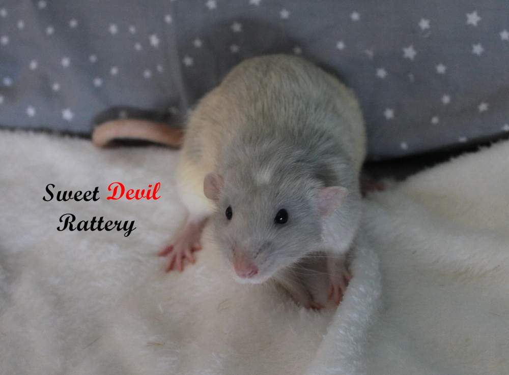 Fancy rat Breeder Rattus norvegicus 