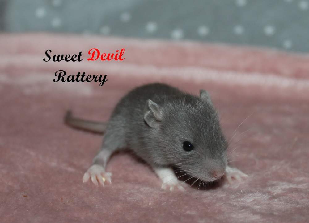 Fancy rat Rehomed Rattus norvegicus 