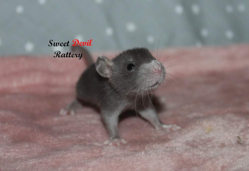 Fancy rat Rehomed Rattus norvegicus 