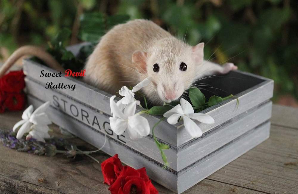 Fancy rat Breeder Rattus norvegicus 