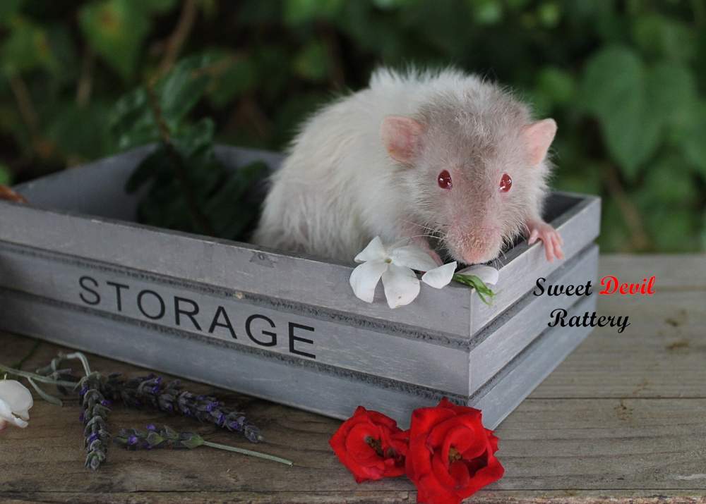 Fancy rat Breeder Rattus norvegicus 